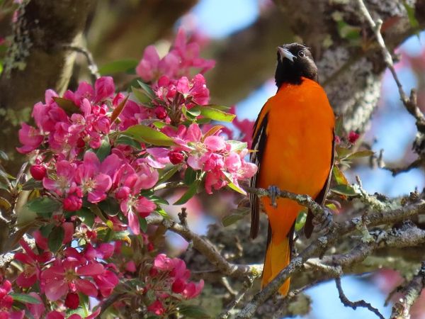 Bird Watch with the Hawthorne Valley Farmscape Ecology Program