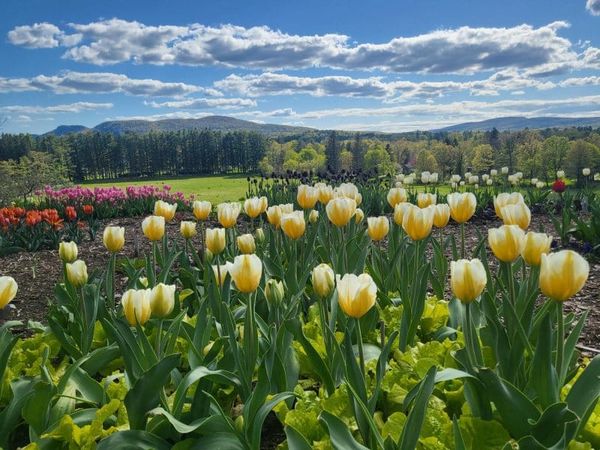 Daffodil and Tulip Festival Returns to Naumkeag