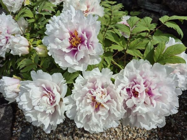 Lay Your Eyes on the Tree Peonies While You Can at Naumkeag