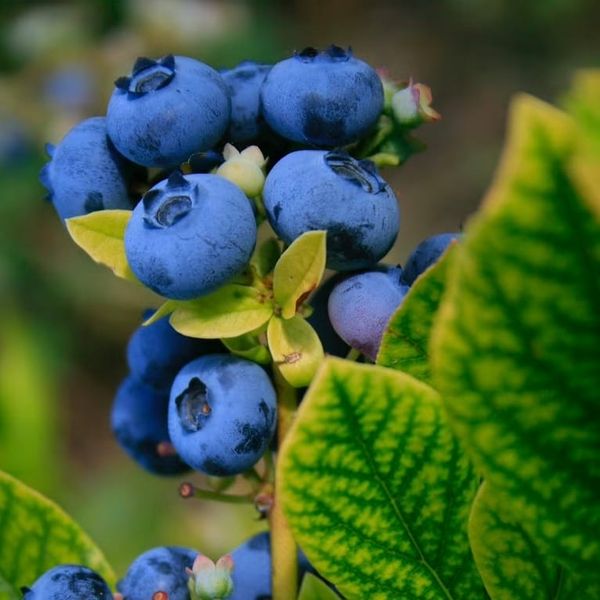 25th Blueberry Festival  at Old Austerlitz