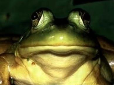 Live Frogs and Salamanders with Tom Tyning in West Stockbridge