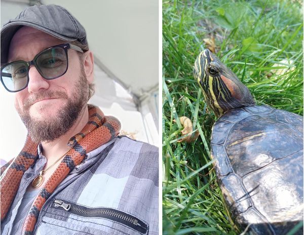 Is This Turtle Real?: Learn How to Spot AI Nature Clips