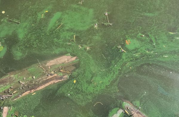 Dangerous Algal Blooms: What You Need to Know, at the Cary Institute in Millbrook