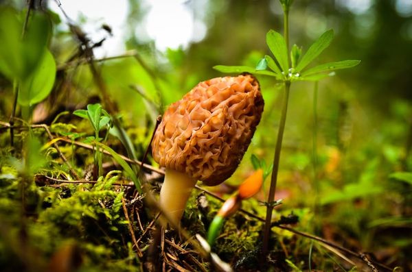 The Berkshire Mushroom Festival Brings Experts in Foraging, Wellness, Psychedelics, and All-Ages Mycology to Sheffield