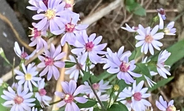 The Garden’s Second Season: Fall blooms, winter roots, and a lighter approach to cleanup