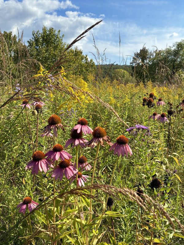 Native Plant Seed Saving Masterclass in The Sharon Fen With Botanist Heather Liljengren