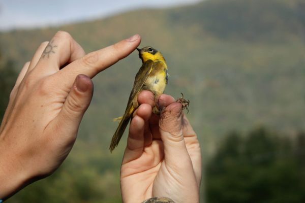 24 Hours to Count Every Species: Berkshire Biodiversity Day Returns to Bartholomew's Cobble