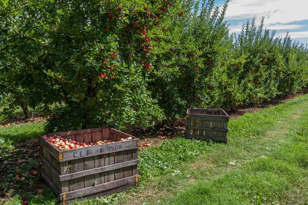 From Orchard to Bottle: How Hudson Valley Cideries Track Every Batch