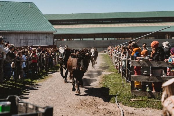 Hawthorne Valley's Harvest Festival Adds a Creature Parade and a New Biodiversity Trail Walk