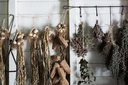 Shaker Herb Lessons for Today's Botanical Shopper