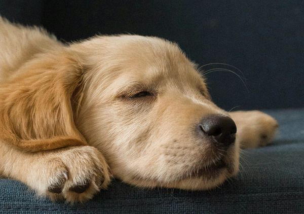 Kako poskušava dobiti 8 ur spanca na dan