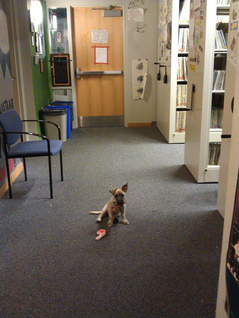 Monty the dog (RIP) sitting in the WPRB music library with toys.