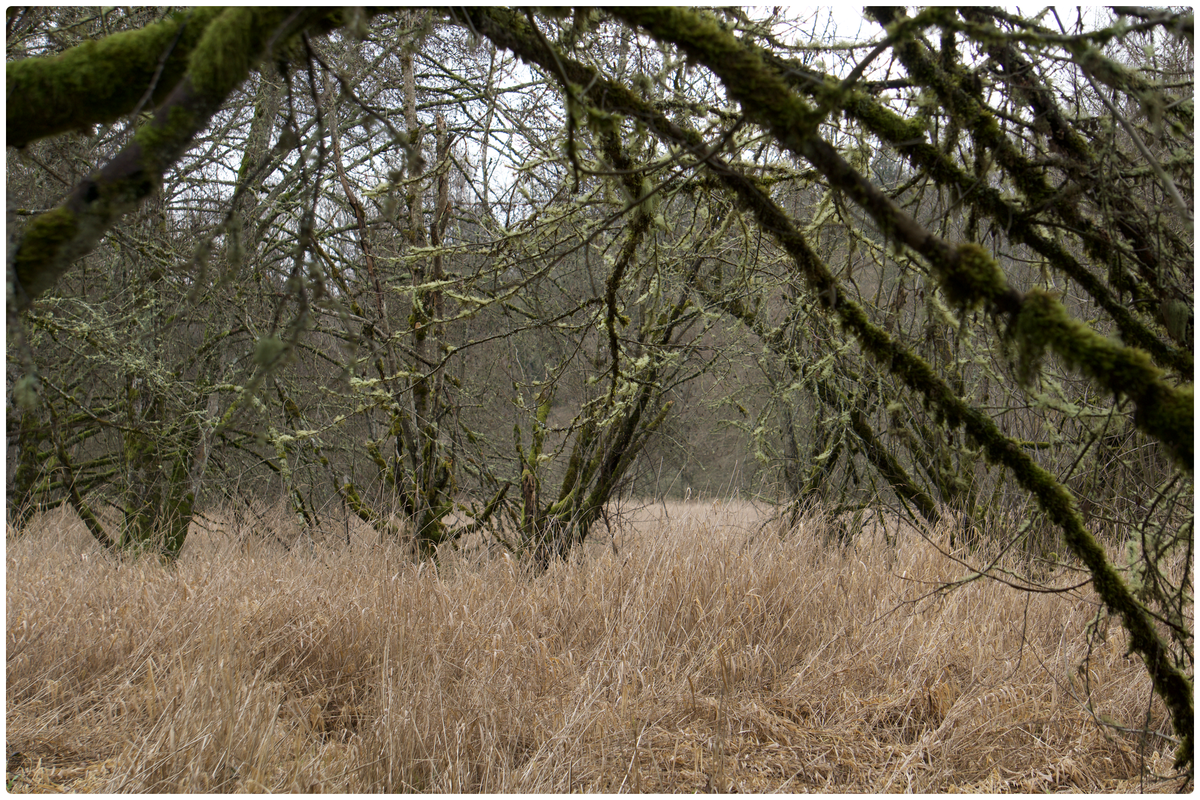 Field Note No. 001