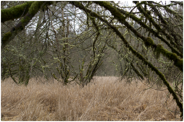 Field Note No. 001