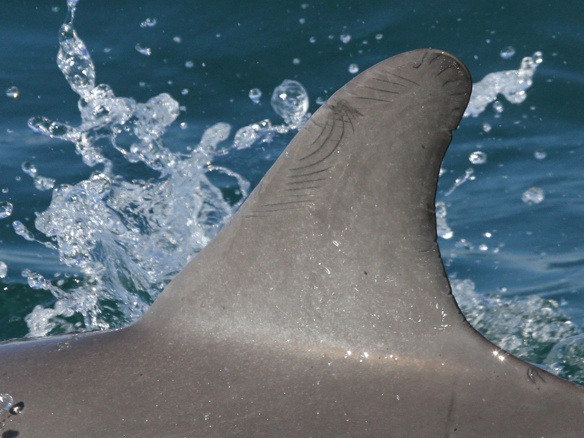 A photo of Dolphin SMR058's fin showing curved scars deep in the flesh, and water splashing. 