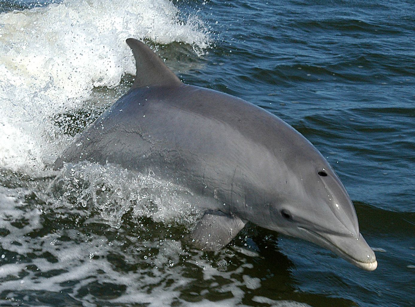 A dolphin surfs the wake of a research boat on the Banana River