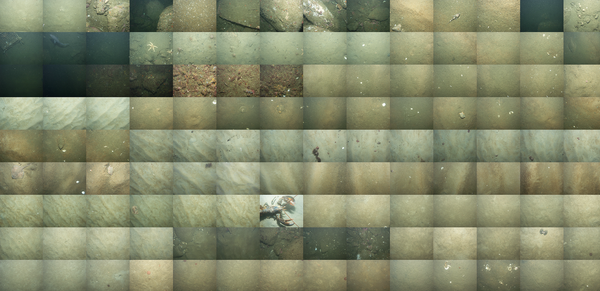A mosaic of images collected from the sea floor showing sand, lobsters, starfish and shells. 