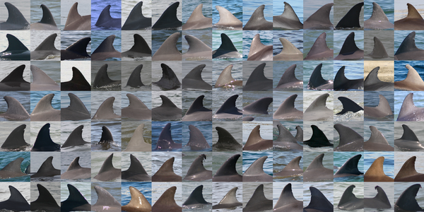1,000 Photos of Dolphin Fins