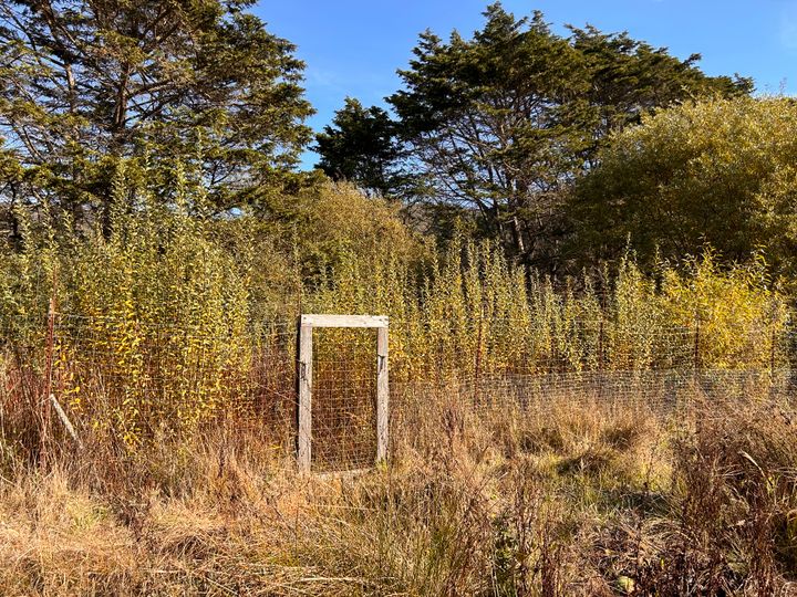 Artist's Date #32: Green Gultch Farm and Zen Meditation