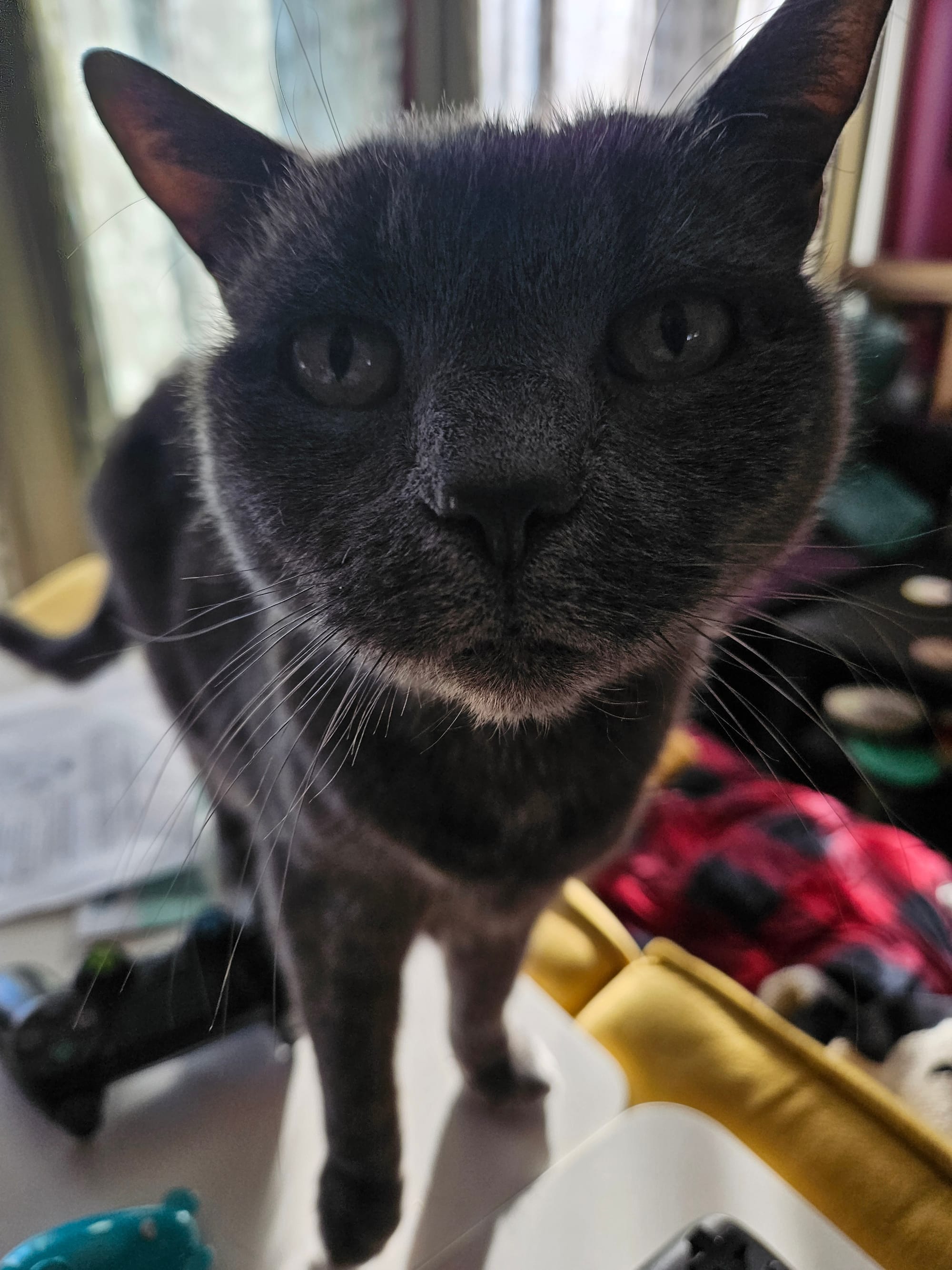 A photo of my cat Jo. He's a skinny short-haired gray cat with a bit of grey on his face. He has light green eyes. His big nose is up in the camera. He's sniffing you.