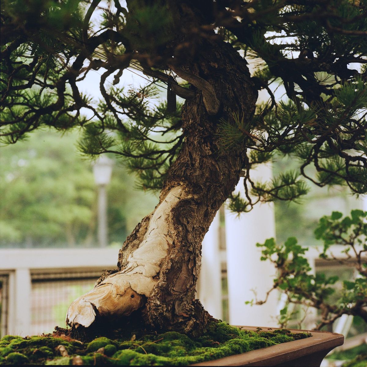 003 - Rolleiflex at the Brooklyn Botanic Garden