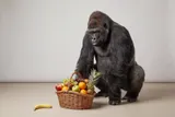 Meet your visitor: the gorilla