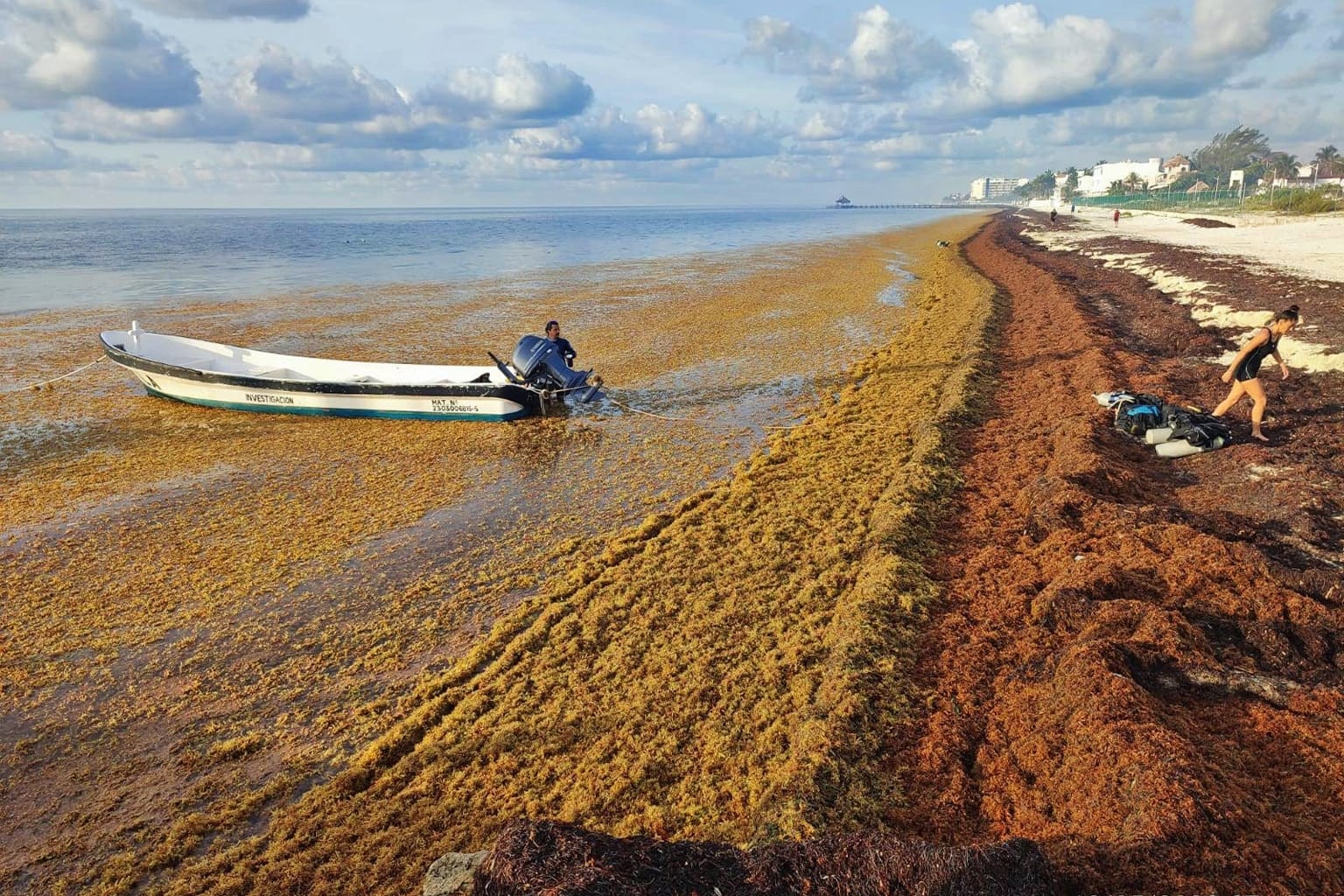 Arrival of sargassum in 2022 in Quintana Roo state