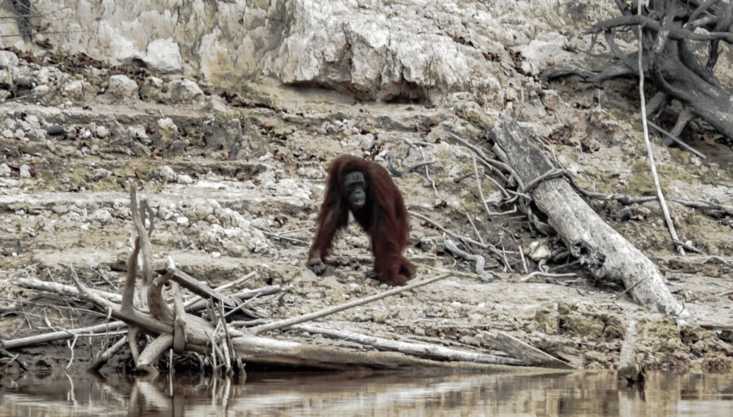 Ecocide and orangutan