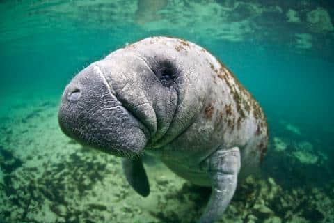 West Indian Manatee. Image Courtesy of IUCN.