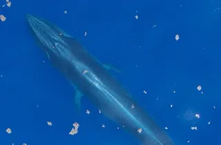 'God Squad' Could Push Gulf Species Toward Extinction