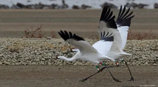 Keeping Tabs on Migrating Whooping Cranes on the Texas Coast