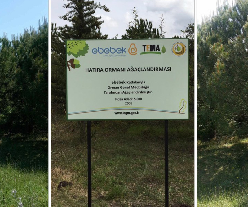 Kaybolmuş Bir Ormana Kavuşma Hikayesi