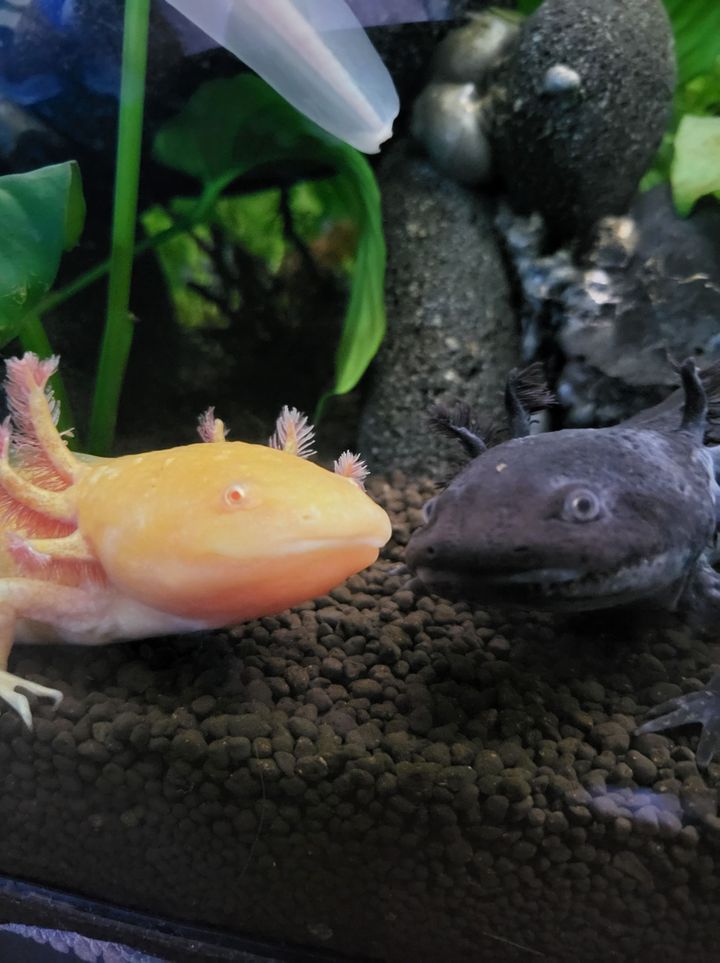 The highs and lows of Aquarium parenthood