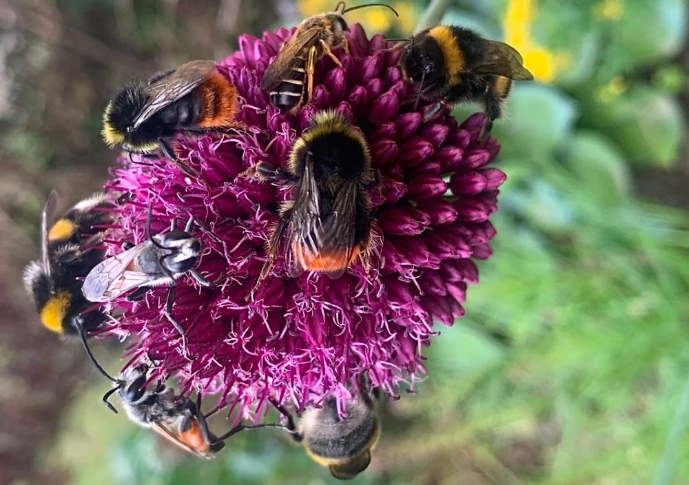 FORUM: The Sting In The Dolphin Tale Of World Aquatics Vs Swimming Australia post image