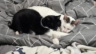 Lulu and Freddie, two cats, all snuggled up on a cozy bed. Lulu, the black-and-white cat, is curled up against Freddie, the white cat with gray spots. They’re sound asleep, wrapped in each other’s paws as they snuggle up on a doona. 