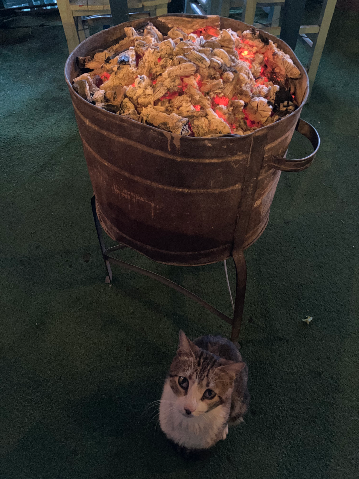 The Future is Feline...