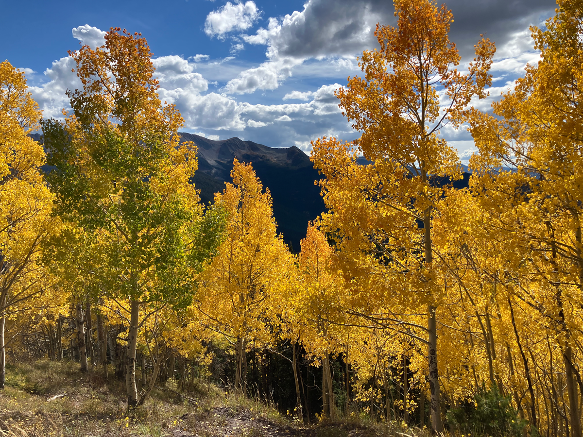 Leaf Peepers