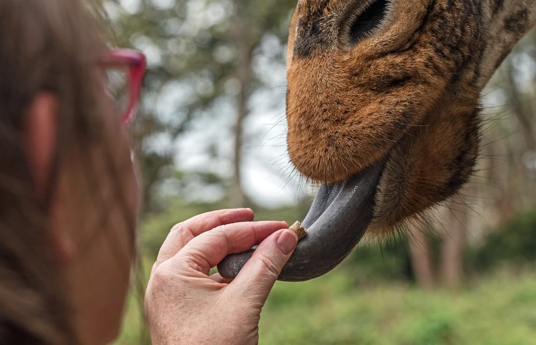 Person feeding a giraffe at the Giraffe Centre in Nairobi