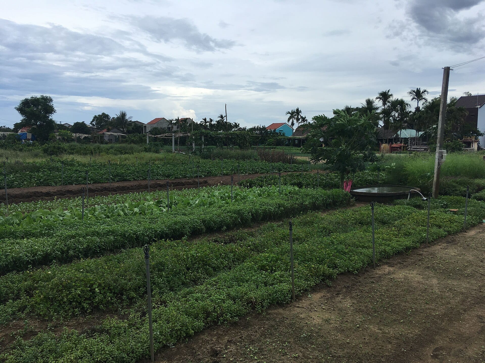 Herb beds at Tra Que Vegetable Village near Hoi An