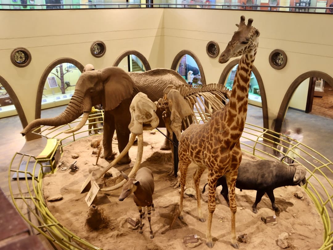 Exhibits inside the Nairobi National Museum