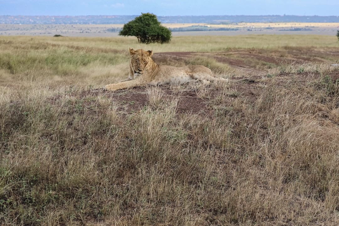 Lion resting in Nairobi National Park with grassland behind
