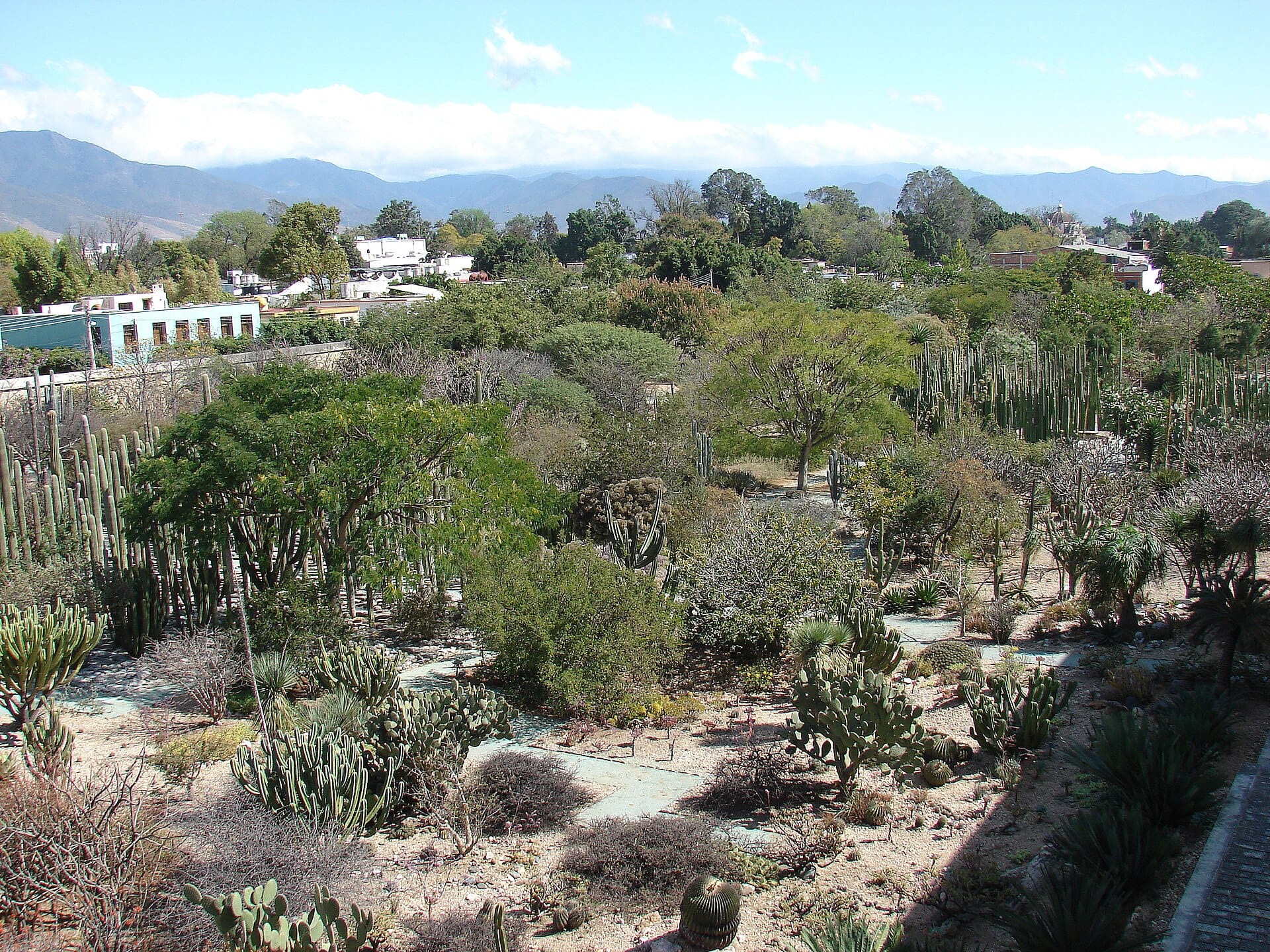 Jardín Etnobotánico de Oaxaca cactus garden