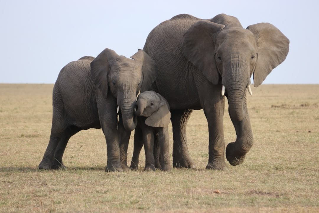 Elephants walking across grassland in Kenya