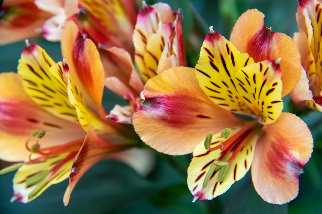 Orchids in bloom at the National Orchid Garden, Singapore