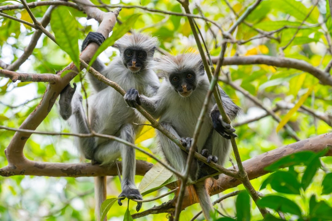 Zanzibar red colobus monkey in Jozani Forest