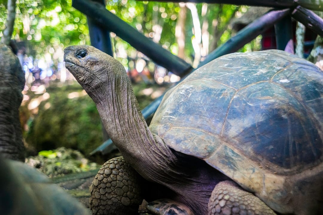 Aldabra giant tortoise on Prison Island, Zanzibar