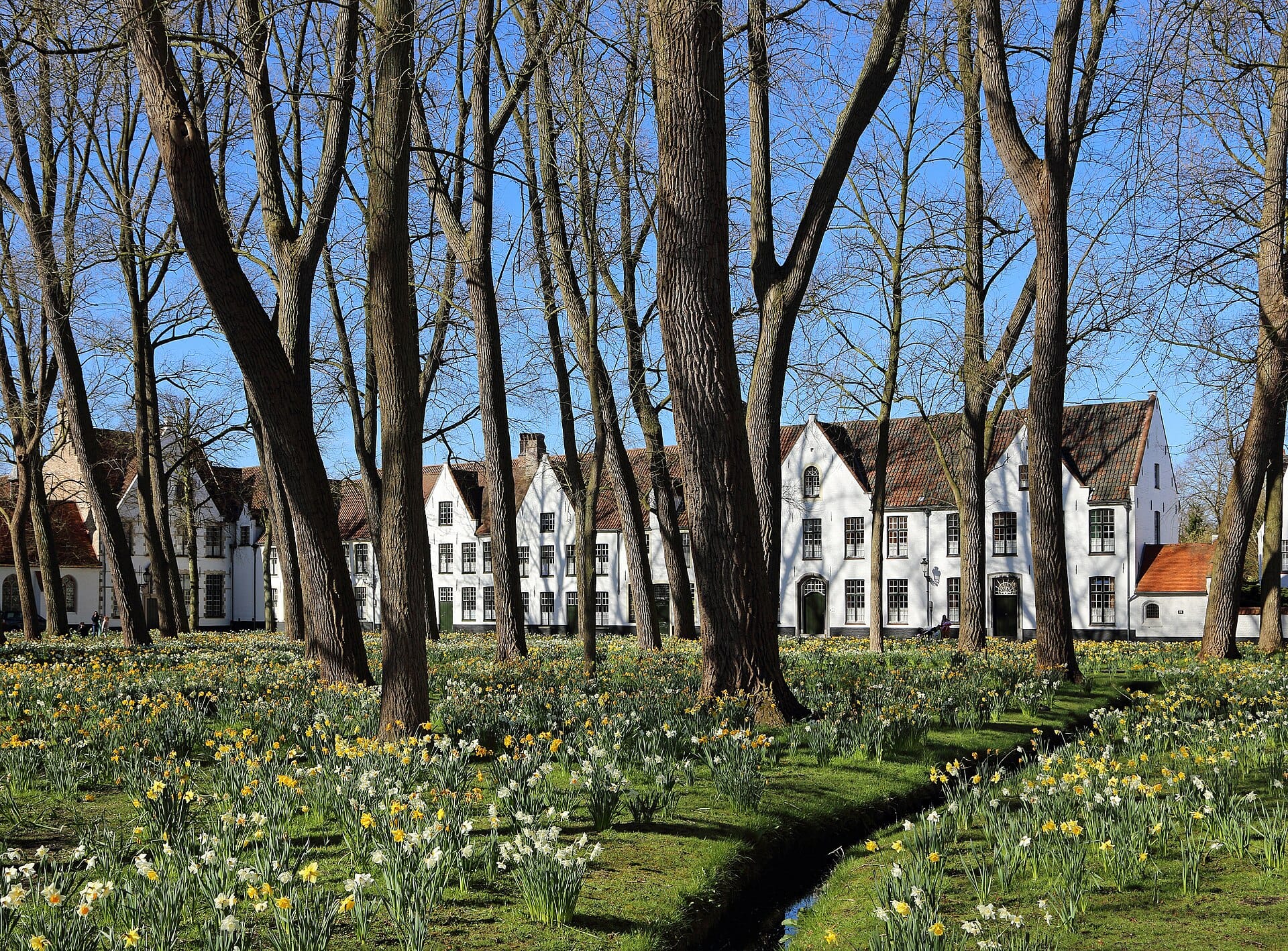 Whitewashed beguinage houses behind bare trees and a carpet of spring daffodils in the Begijnhof courtyard, Bruges
