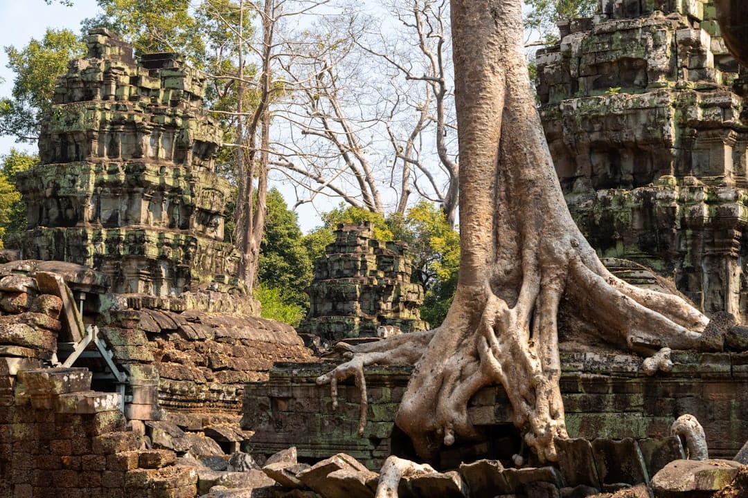 Giant tree roots over the stone walls of Ta Prohm