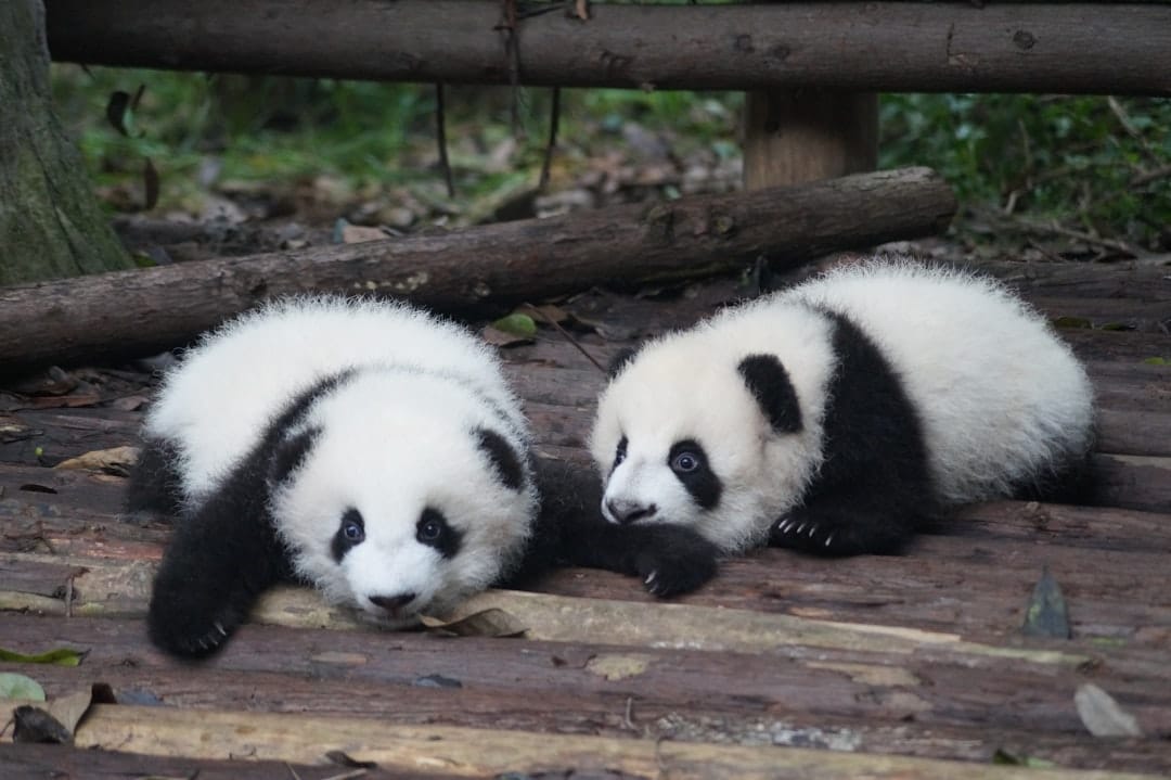 Giant panda cubs at the Chengdu breeding base