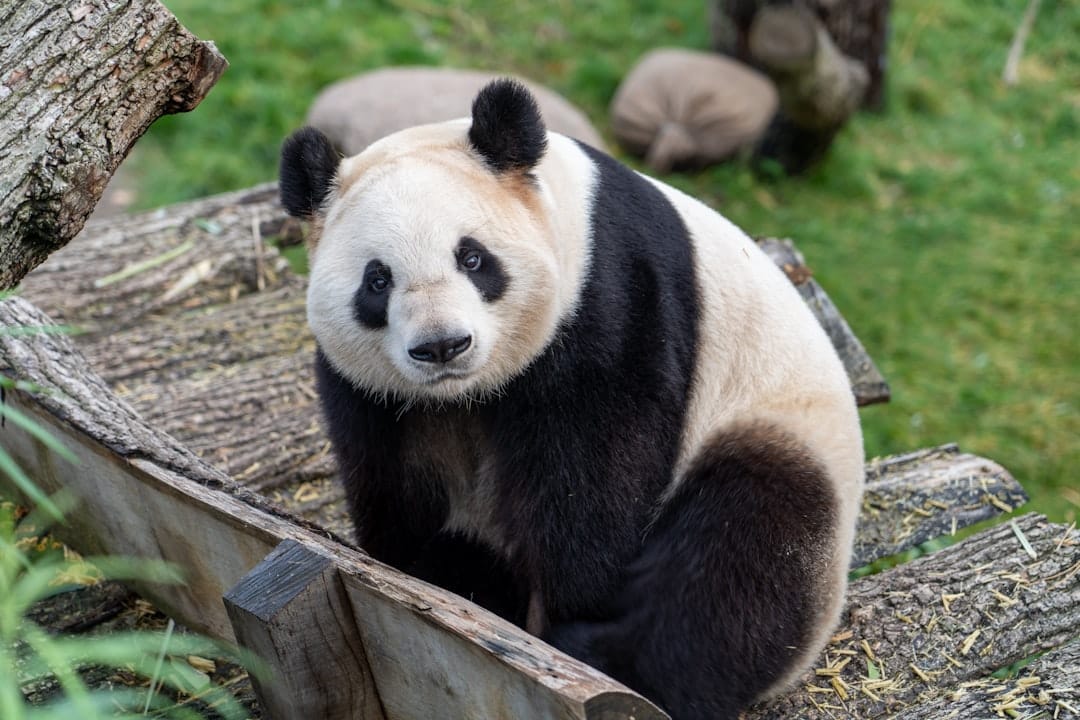 Chengdu 2026: The Complete Guide to China's Pandas, Teahouses, and Sichuan Fire